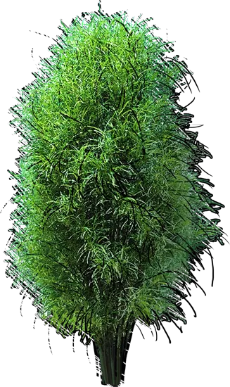 Plant - Fine line buckthorn