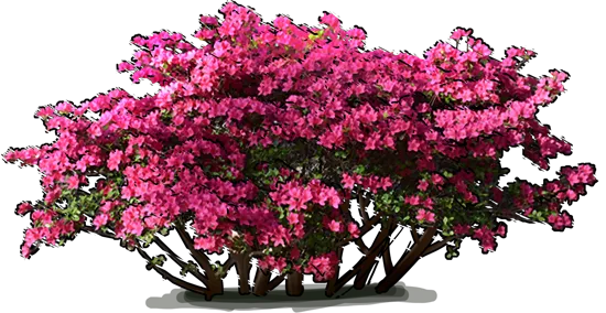 Plant - Girard\u0027s Fuchsia\u0027 Rhododendron