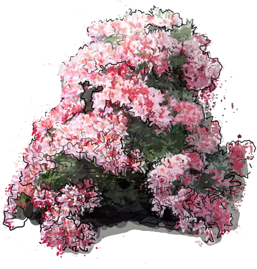 Plant - Rhododendron \u0027Irene Koster\u0027
