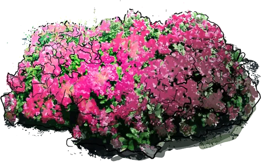 Plant - Rhododendron \u0027Schneekrone\u0027
