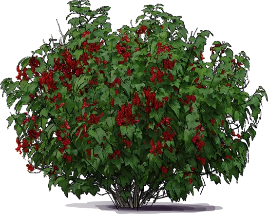 Plant - Red Currant \u0027Rovada\u0027