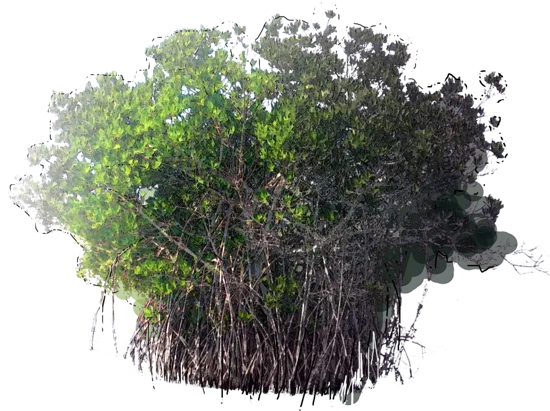 Plant - Red Mangrove