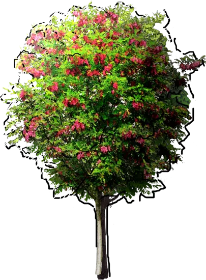 Plant - Robin pseudoacacia margaretta stimulating Rouge \u0027Pink Cascade\u0027