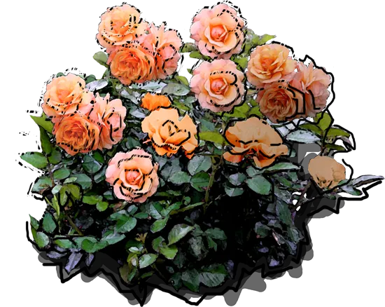Plant - Rosa \u0027Apricola\u0027