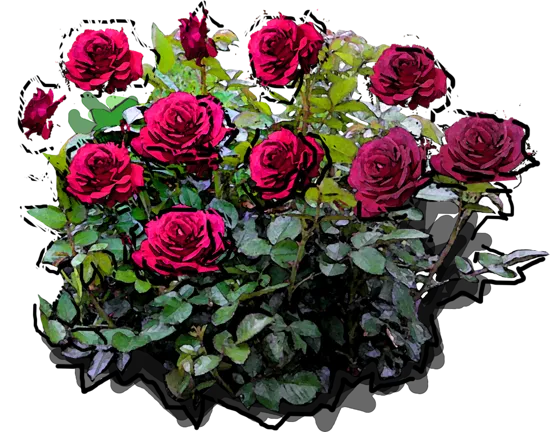 Plant - Rosa \u0027Big Purple\u0027