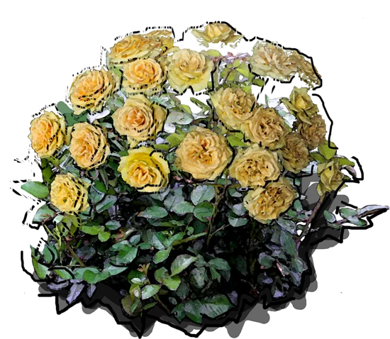 Plant - Rosa \u0027Casanova\u0027