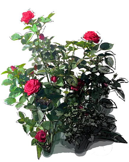 Plant - Erotika Rose