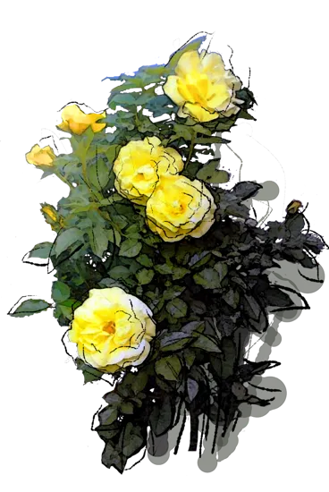 Plant - Friesia Rose