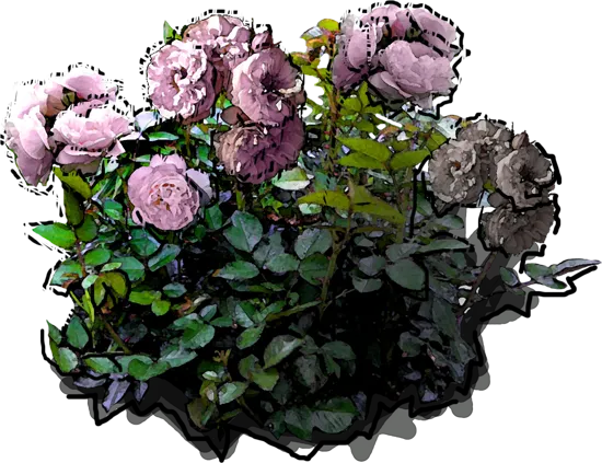Plant - Rosa \u0027Herkules\u0027