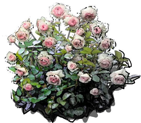 Plant - Rosa \u0027Larissa\u0027