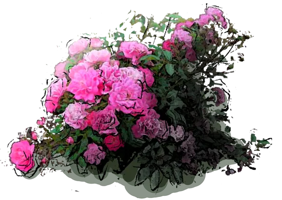 Plant - Lovely Fairy Rose