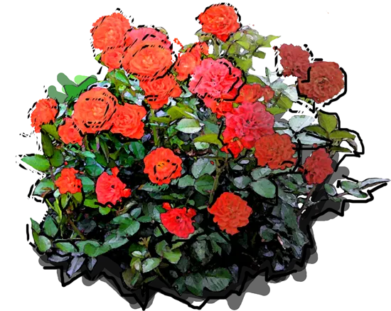 Plant - Rosa \u0027Mini Orange\u0027
