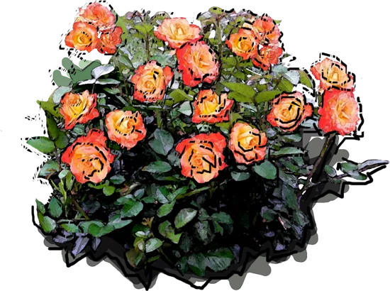 Plant - Rosa \u0027Red Gold\u0027