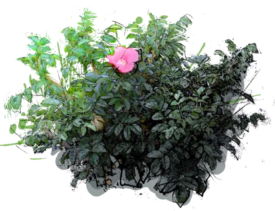 Plant - Dagmar Hastrup Rose