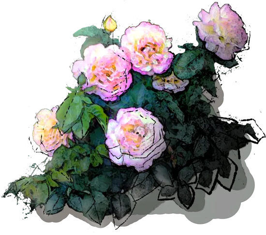 Plant - Westerland Rose