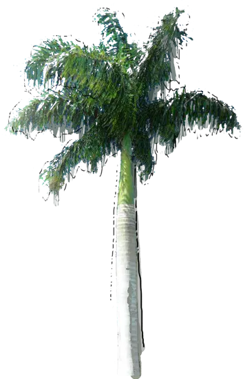 Plant - Royal Palm