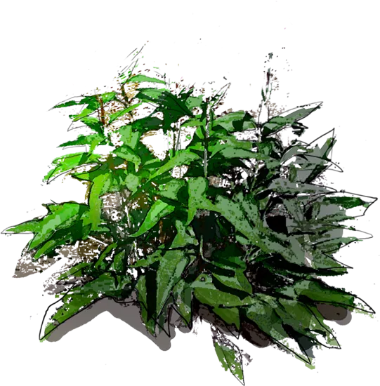 Plant - Eastern Coneflower