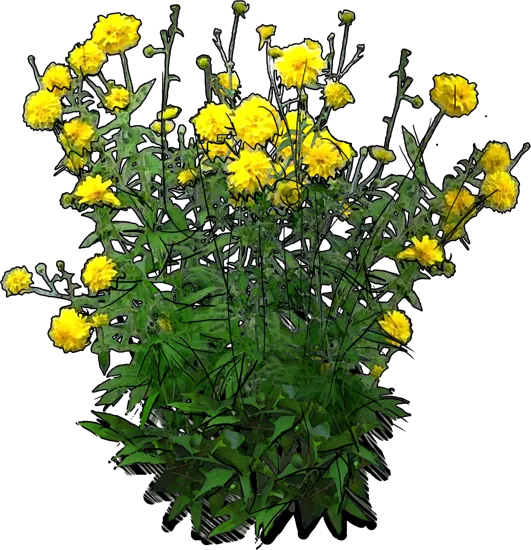 Plant - Rudbeckia Goldquelle
