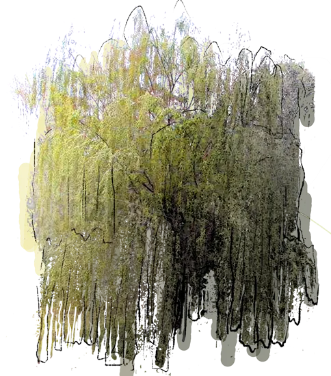 Plant - Ringleaf Willow