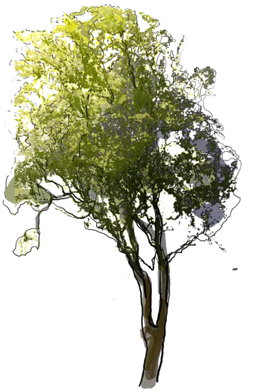Plant - Corkscrew Willow