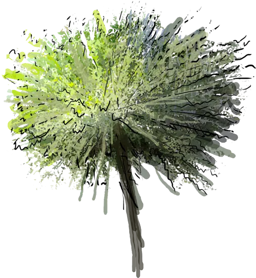 Plant - Blue Weeping Artic Willow