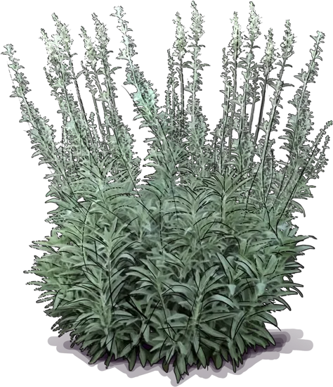 Plant - White Sage