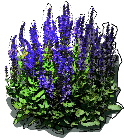Plant - Salvia nemerosa Blauhuegel