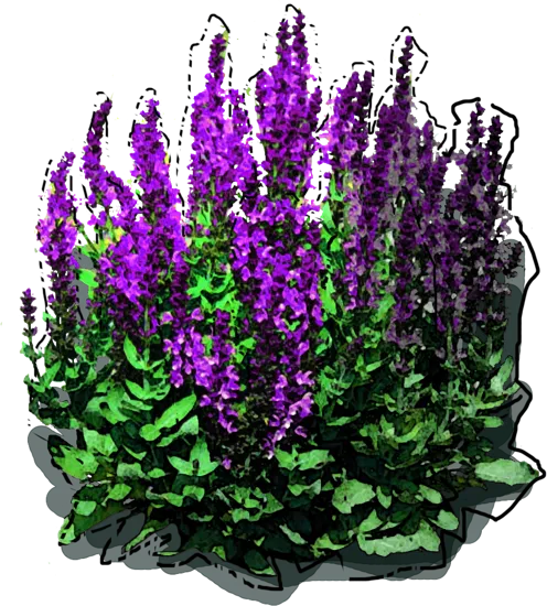 Plant - Salvia nemerosa