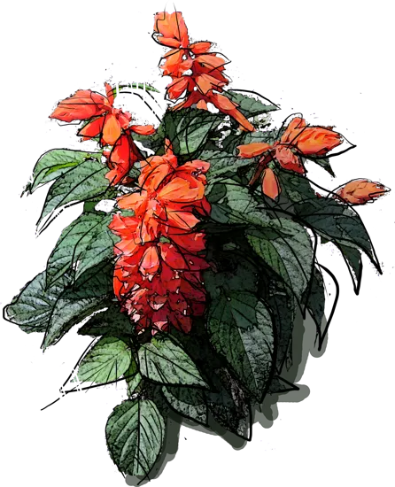 Plant - Scarlet Sage