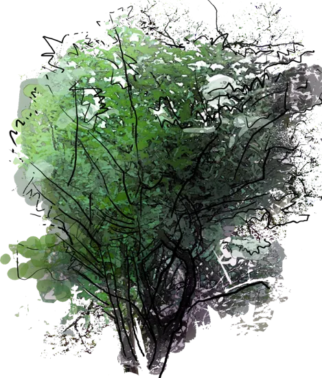 Plant - Laciniata Black Elder