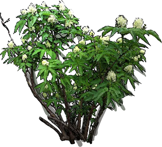 Plant - Sambucus simpsonii