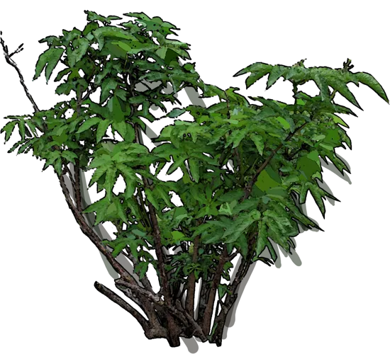 Plant - Sambucus simpsonii