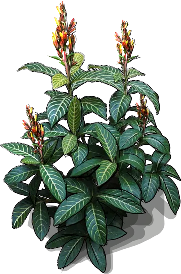 Plant - Sanchezia speciosa