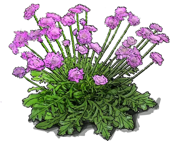 Plant - Pincushion Flower