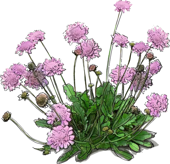 Plant - Dwarf Pincushion Flower \u0027Pink Mist\u0027