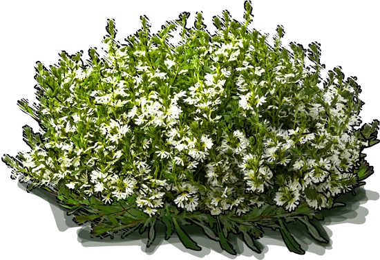 Plant - Fairy Fan Flower \u0027Whirlwind® White Improved\u0027