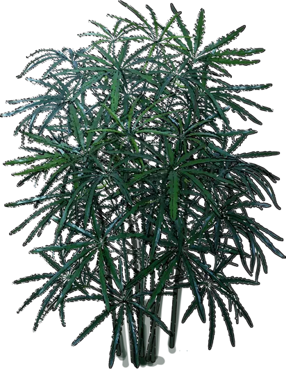 Plant - False aralia