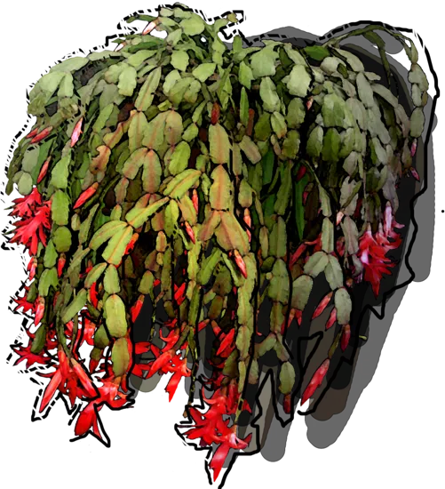 Plant - Schlumbergera Buckley