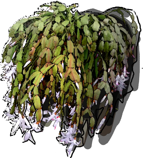 Plant - Schlumbergera Buckley