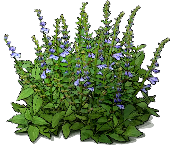 Plant - Blue skullcap