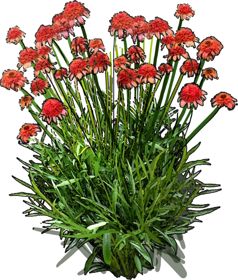 Plant - Echinacea Secret Lust