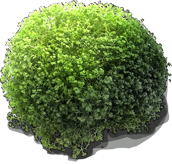 Plant - Selaginella apoda