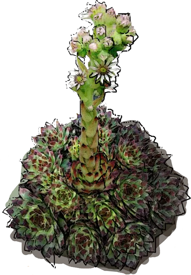 Plant - Sempervivum limb \u0027Sir W. Lawrence\u0027