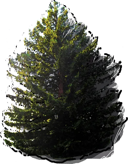 Plant - Coast Redwood