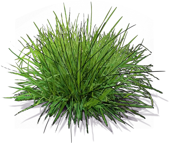 Plant - Blue Green Moor Grass