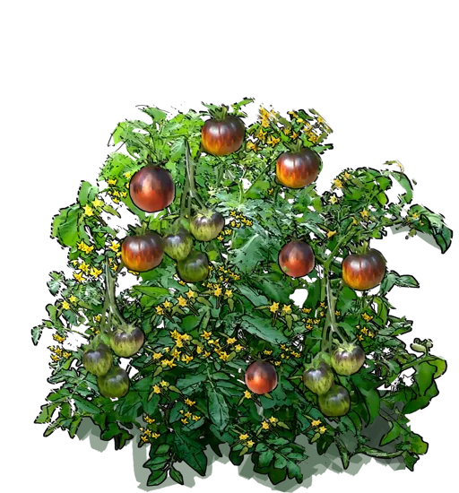 Plant - Dark Tiger Tomato