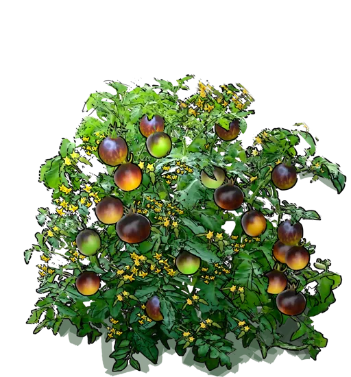 Plant - Primary Colors Tomato