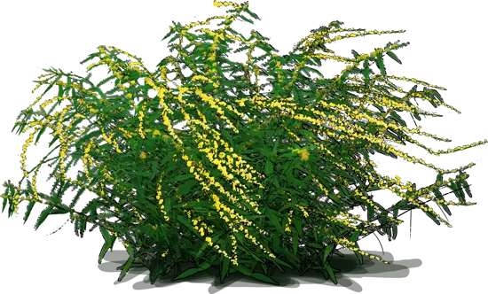 Plant - Wreath Goldenrod