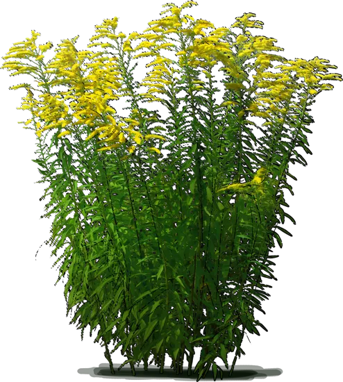 Plant - Canadian goldenrod