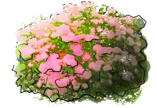 Plant - Japanese Spiraea \u0027Goldmound\u0027